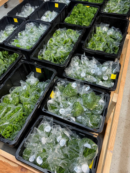 Salad Produce Box Subscription